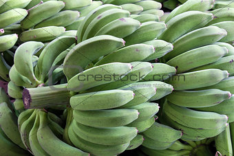 Bunches of Green Bananas on Stalk