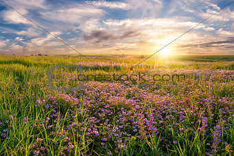 Flower meadow on sunrise