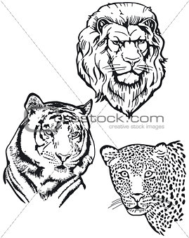 Three predators, lion, tiger, leopard