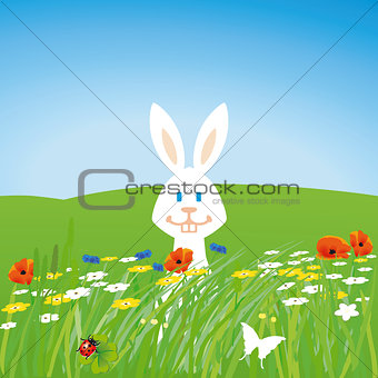 Rabbit on the meadow