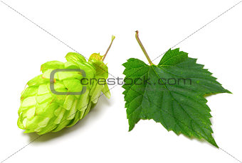 Blossoming hop and leaf on a white background