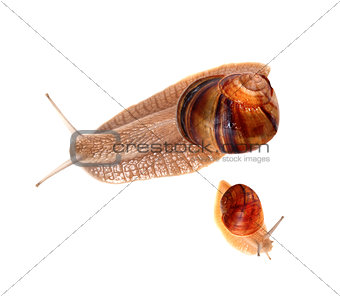 Family of snails isolated on white background