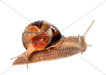 Snails on top of one another