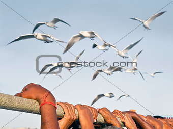 Holding on while gulls make fly past