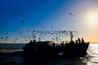 Silhouette of seagulls and passenger ferry