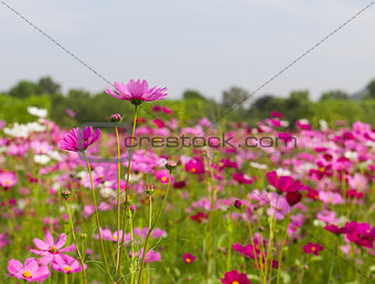  pink cosmos flowers 