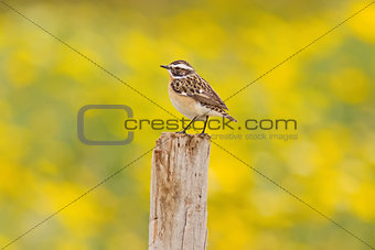 Whinchat On Yellow Background