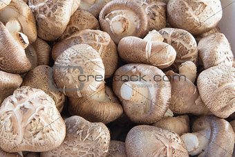 Fresh Shiitake Mushrooms Closeup