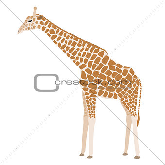 Giraffe vector