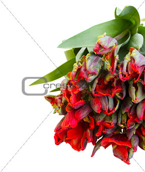 pile fresh of red parrot tulips