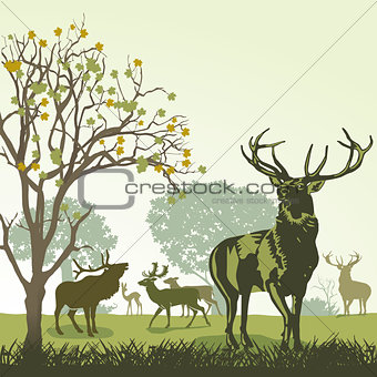 Deer and wildlife in autumn