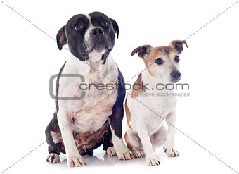 staffordshire bull terrier and jack russel terrier