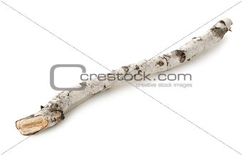 Birch branch isolated