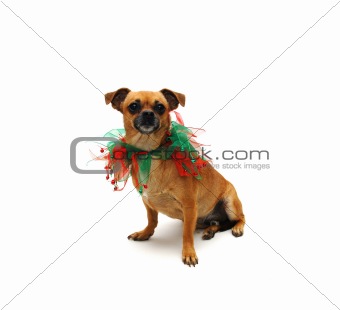 Chihuahua with Christmas Collar