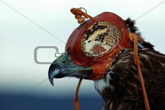 Hooded Redtail Hawk