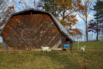 Old Barn And goats On Hill