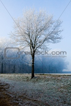 Winter landscape single tree at forest border