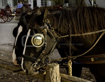 Pair of horses at rest