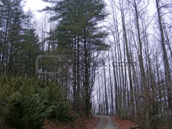 Trail Through trees