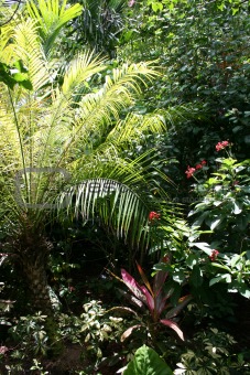 Bahamian Garden