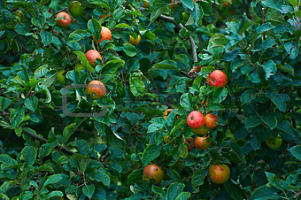 Ripe apples on apple trees