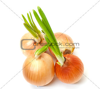 Sprouting Bulb Onions
