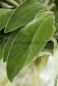 Fresh sage leaves