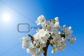 Cherry Blossoms on a Blue Sky 