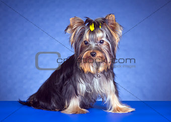 Young Yorkshire Terrier sitting