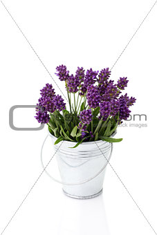 lavender in a metal bucket