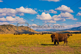 Bisons enjoying the peace in Yellowstone National Park, USA