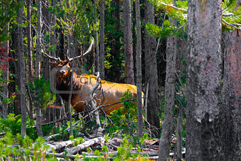 Elk in the Jungle in Yellowstone National Park,USA