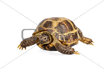 studio photo of little turtle isolated on white background