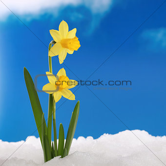 Spring season daffodils in snow