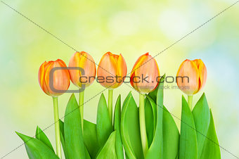  tulips  growing on natural bokeh