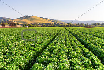 Lettuce Field in Salinas Valley