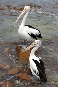 Australian Pelican, Kangaroo Island