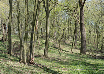 Oak-hornbeam wood in spring