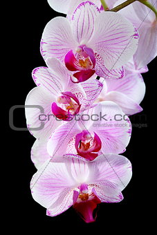 Blooming pink orchid.