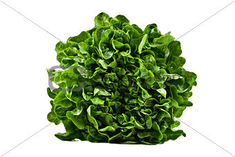 a Head of butter lettuce on white background