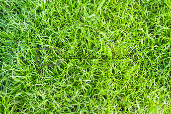 Green grass texture close up
