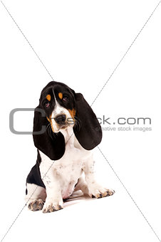 Basset Hound Puppy Isolated on a White Background