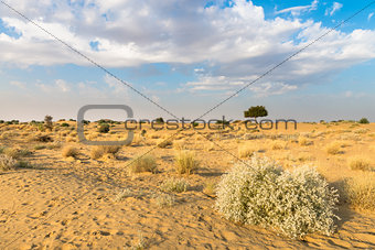 One rhejri tree in desert undet blue sky