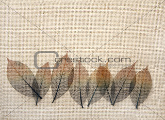 Leaves on canvas texture