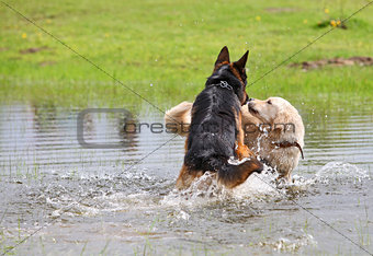 Two dogs playing in the water