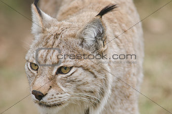 Eurasian lynx, 