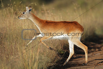 Running red lechwe antelope