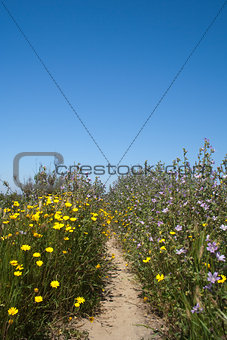 Wild flowers at the Ria Formosa Nature Reserve, Qinta do Lago, A