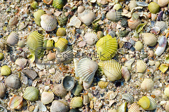 sea shells with sand as background