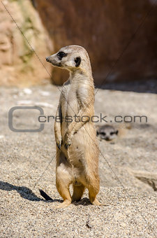Side view of suricate on the lookout